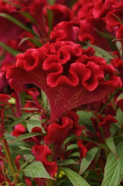 TWISTED™ Red Improved Celosia, Cockscomb, Chinese Woolflower, Brain Celosia, Celosia argentea var. cristata 'Twisted Red Improved'